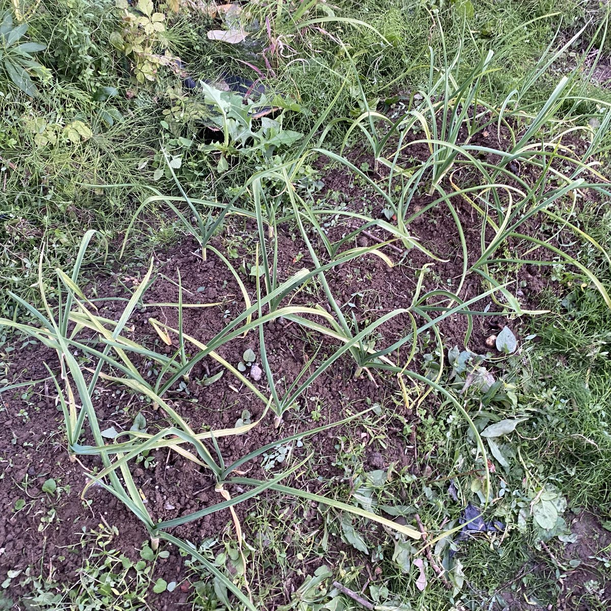 cocoapoisoning's tweet image. にんにく
放置してるのでたまに雑草を抜かないといけない