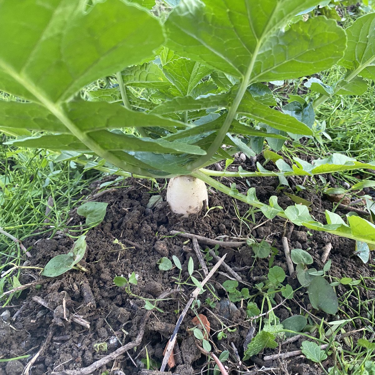 cocoapoisoning's tweet image. 大根
元肥なしで雑草放置なので若干細い気がする