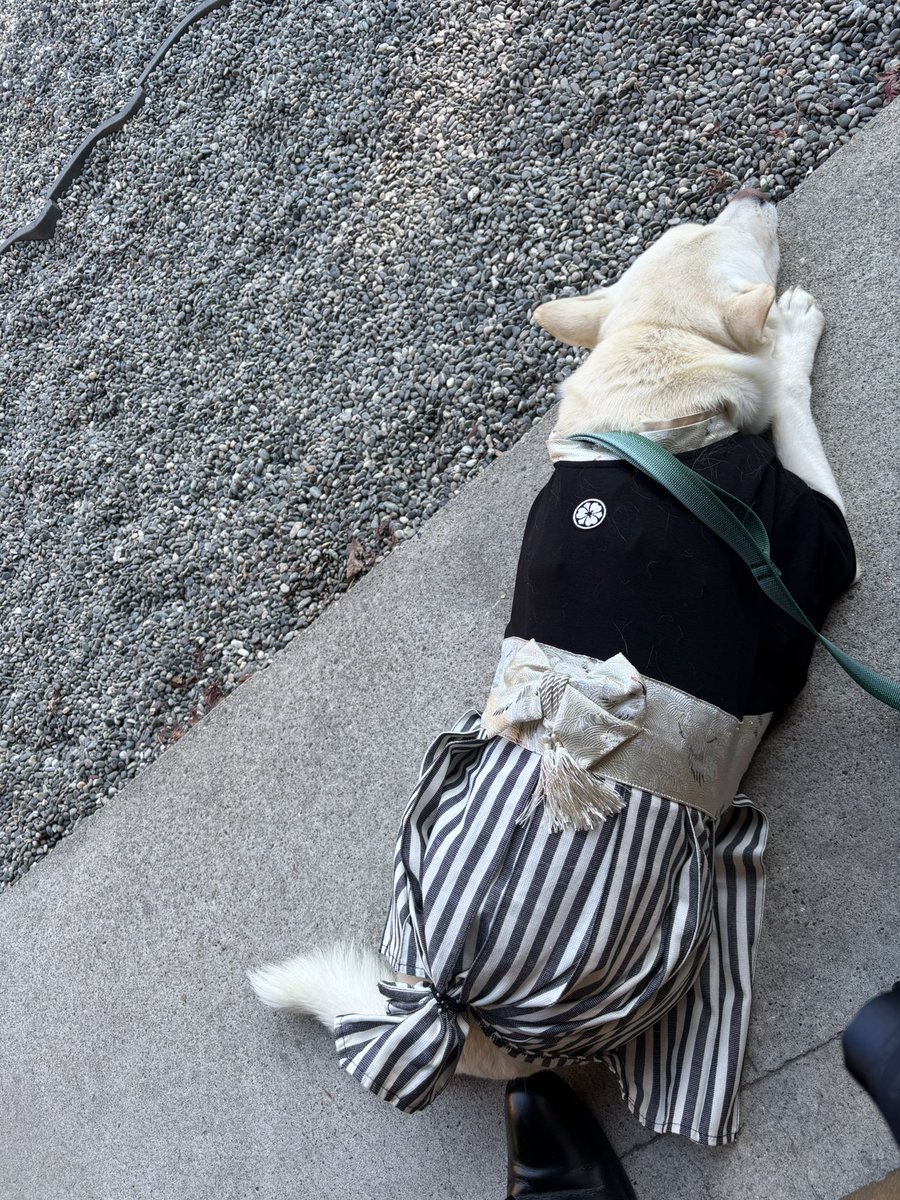 龍ちゃんズとよっちゃんみっちゃん (@ryuchan123bro) / Posts / X