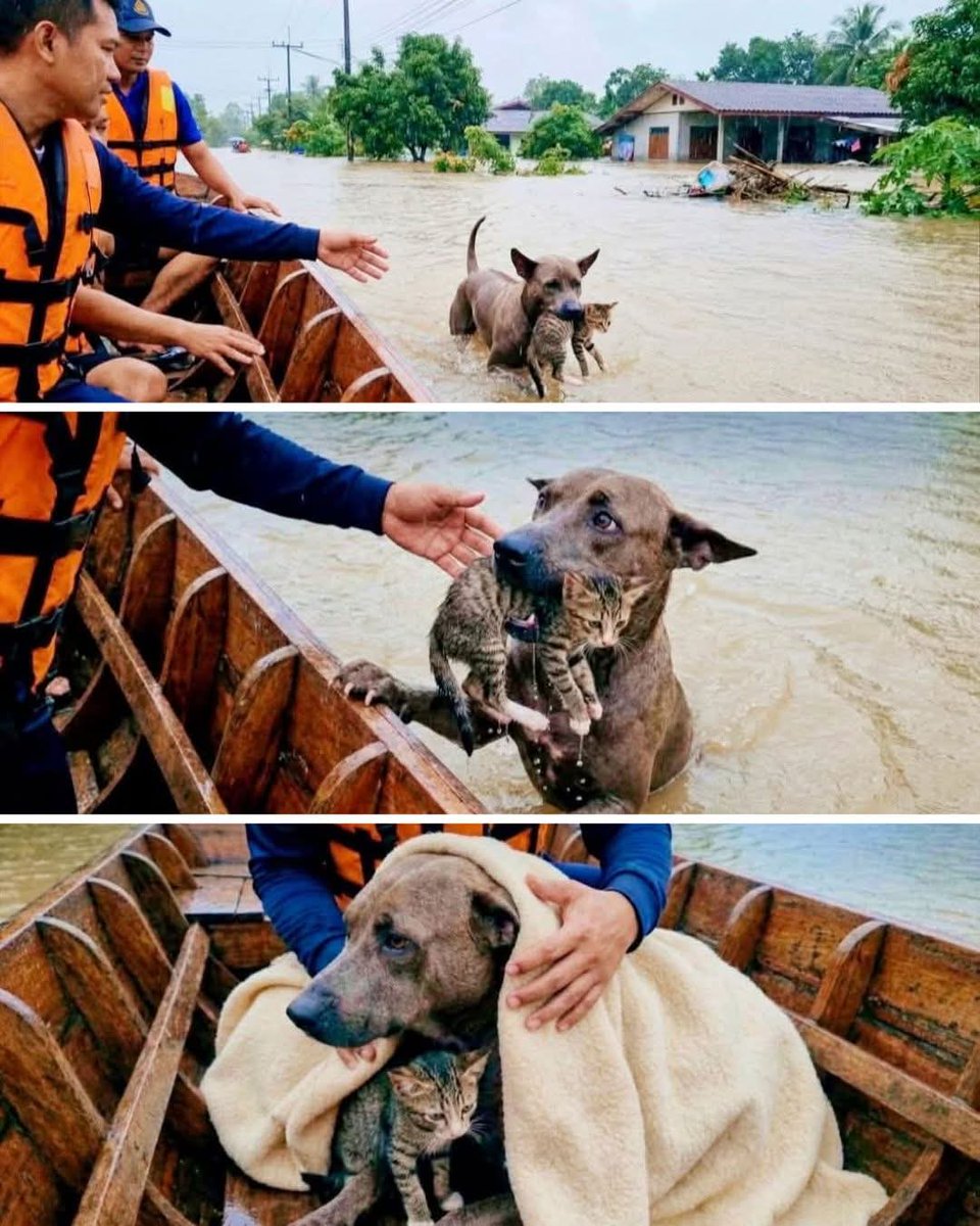 BPST0409's tweet image. จ.สงขลา
#หนึ่งภาพล้านความรู้สึก 🐾✨
สุนัขฮีโร่คาบลูกแมวตัวน้อยไว้แน่นในปาก ฝ่ากระแสน้ำเชี่ยว ก่อนพุ่งเข้าหาเรือกู้ภัยราวกับรู้ว่า “ที่นี่…ปลอดภัยที่สุด!”

นี่คือความรักบริสุทธิ์ของสัตว์ที่ไม่เคยทอดทิ้งกันแม้ยามวิกฤต 

ขอบคุณเจ้าของภาพ – DJ.B ข่าวจิตอาสา ชุมชน

#น้ำท่วมหาดใหญ่