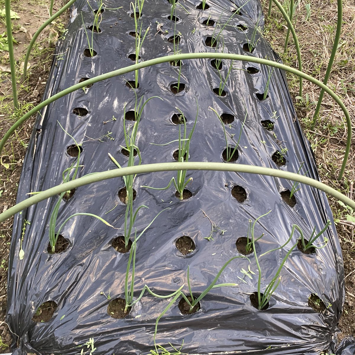 cocoapoisoning's tweet image. 玉ねぎ　早生側
ちょっと減った