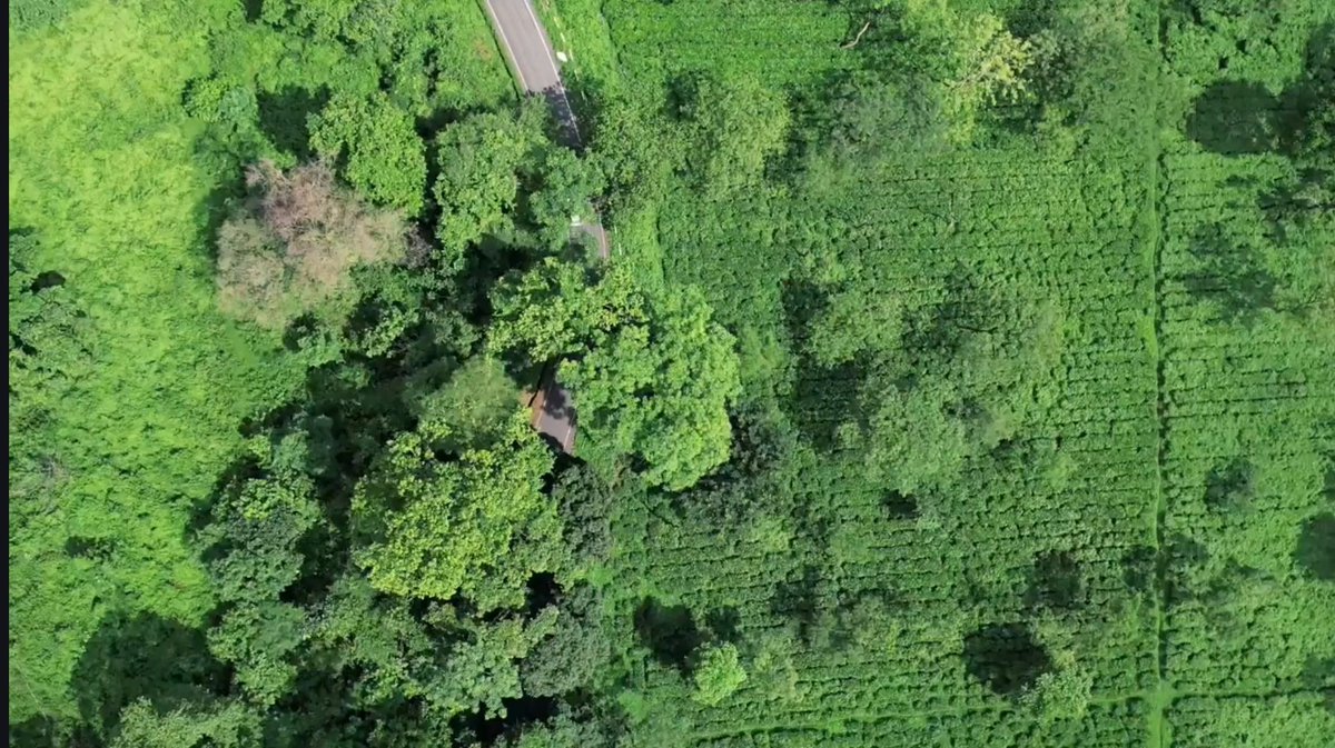 THE TRUTH ABOUT BENGAL’S TEA GARDENS —

ENOUGH OF THE LIES, ENOUGH OF THE EXPLOITATION

For 150+ years, tea garden workers have built Bengal’s tea industry with blood, sweat and hunger.
And what do they get today?

₹250 per day.

The lowest wage in India.
Cheaper than South
