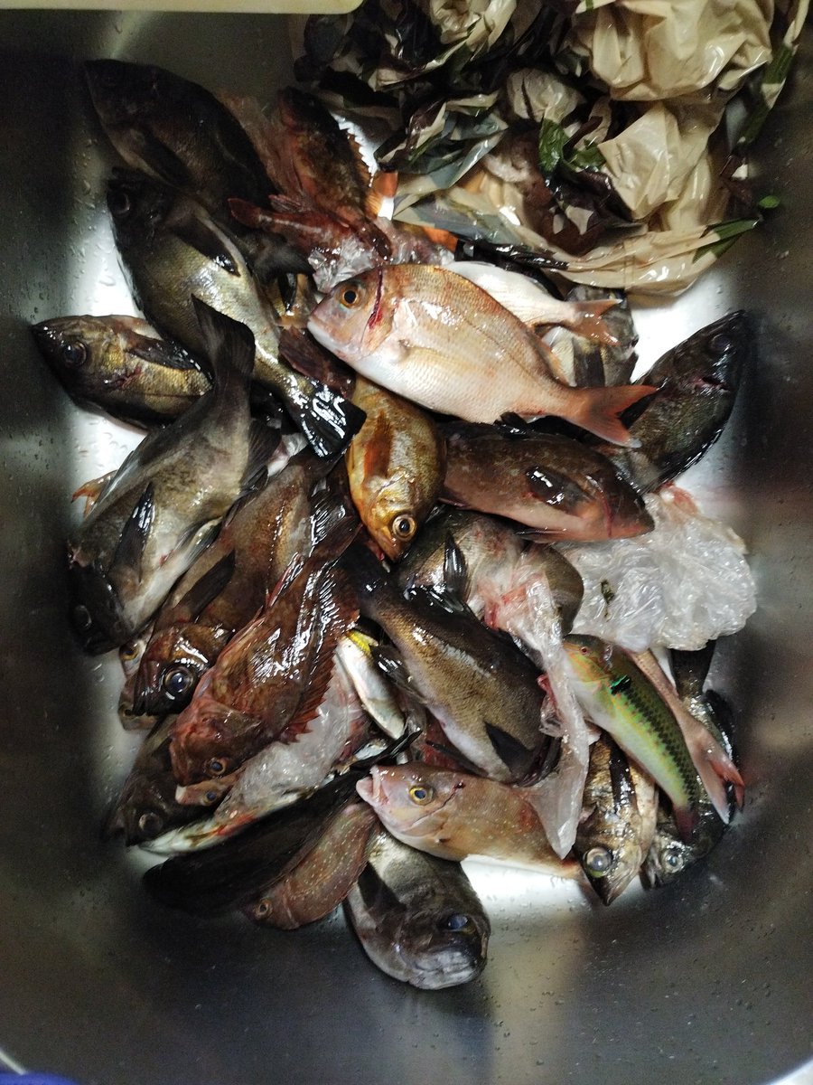 grasskobe's tweet photo. 昨日、兄と淡路島へエビ撒き釣り🎣久々の大漁です！夕方から最大27cmの良型などメバルが多数、グレ、チャリコ、ガシラ、アジ、アコウも釣れて料理が大変です😊#アバクロ#グラスホッパー神戸#淡路島釣り#ヤフオク#メバル#ラルフ https://t.co/LDysBHYPD8