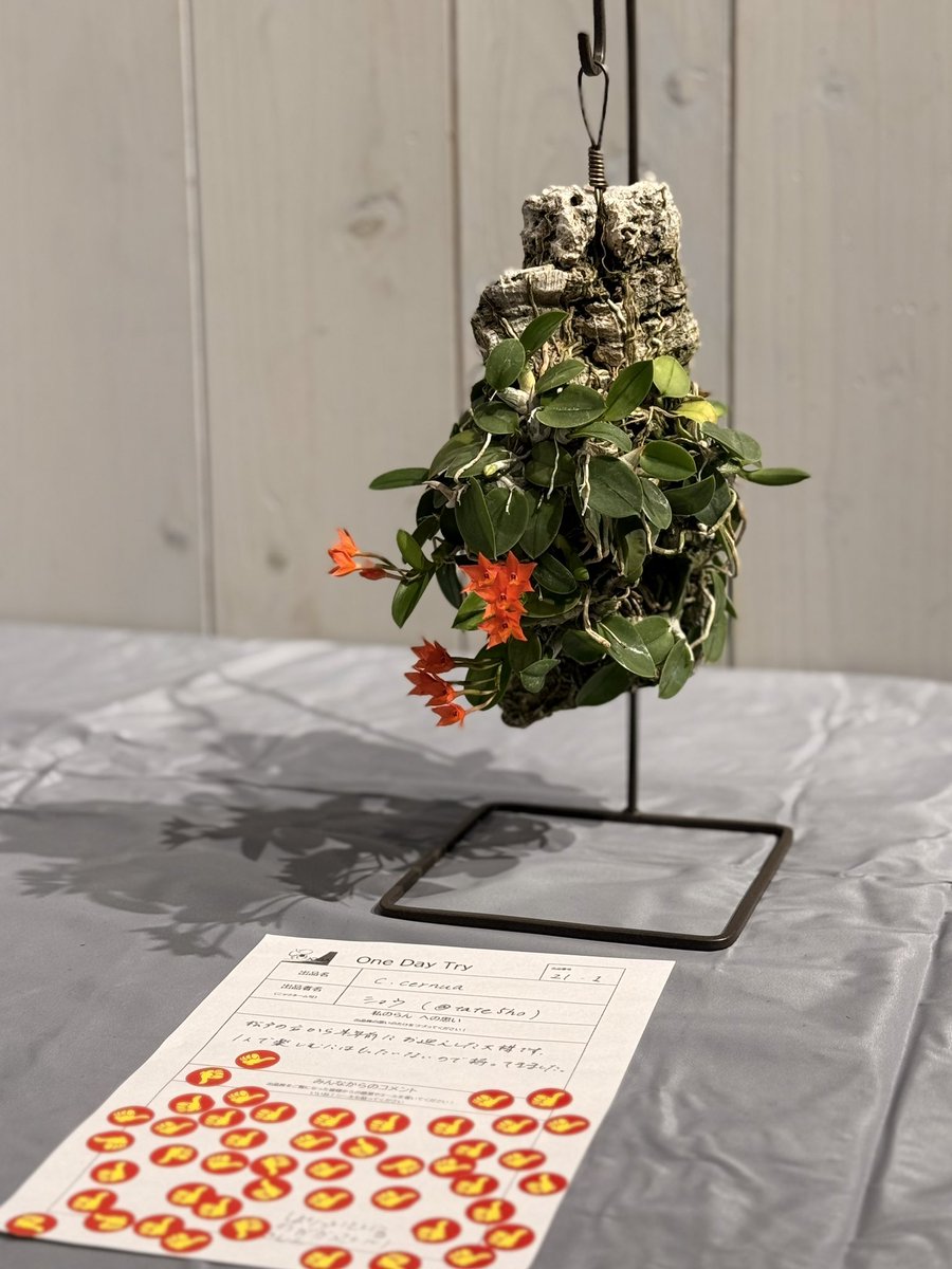 kokusai_nursery (@kokusai_nursery) / Posts / X