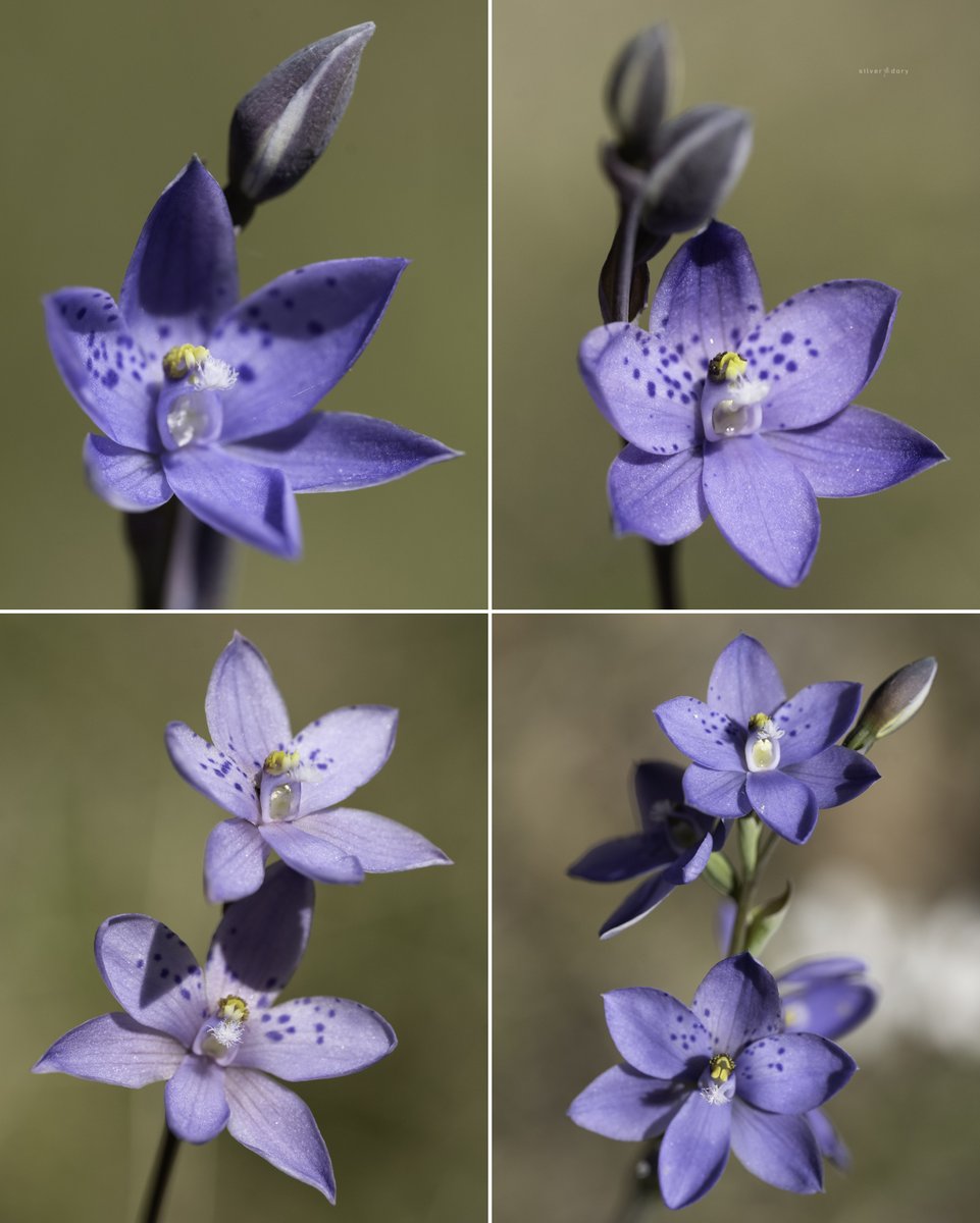 Silver Dory tweet media