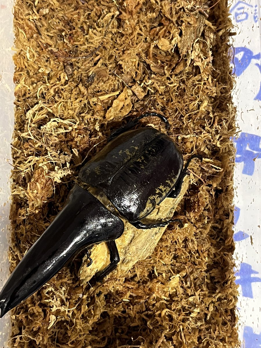 公式】ジョニーオオクワ (@jonnyookuwa) / Posts / X