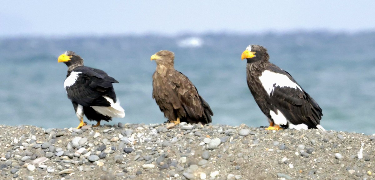 Steller's bookending a White Tailed Sea Eagle