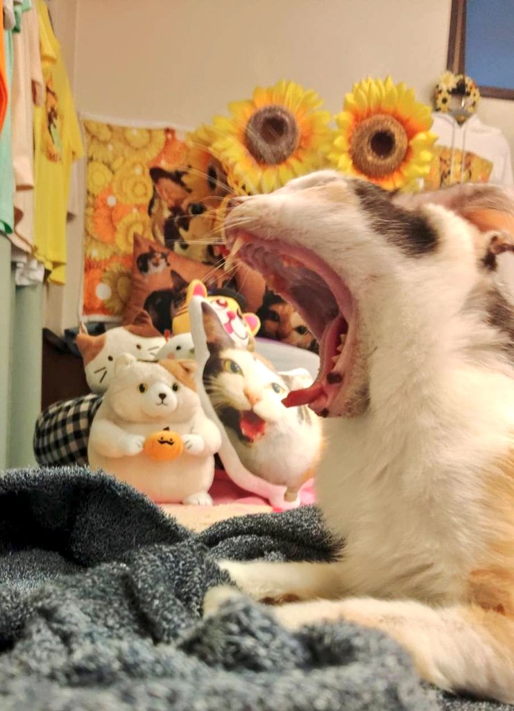 ojm52811 今日のミケちゃん 大あくび！