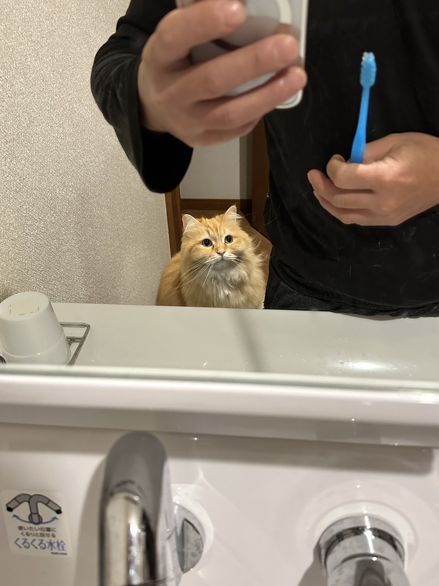 NEKOLAND13's tweet image. 人間が想像してる以上に猫は見てます。