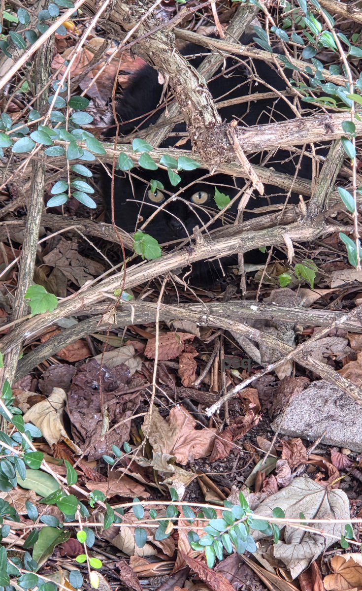 Bonjour - Buongiorno

La neige de la nuit fond déjà, la pluie arrive. Je crois qu'on touche le fond à Paris😶