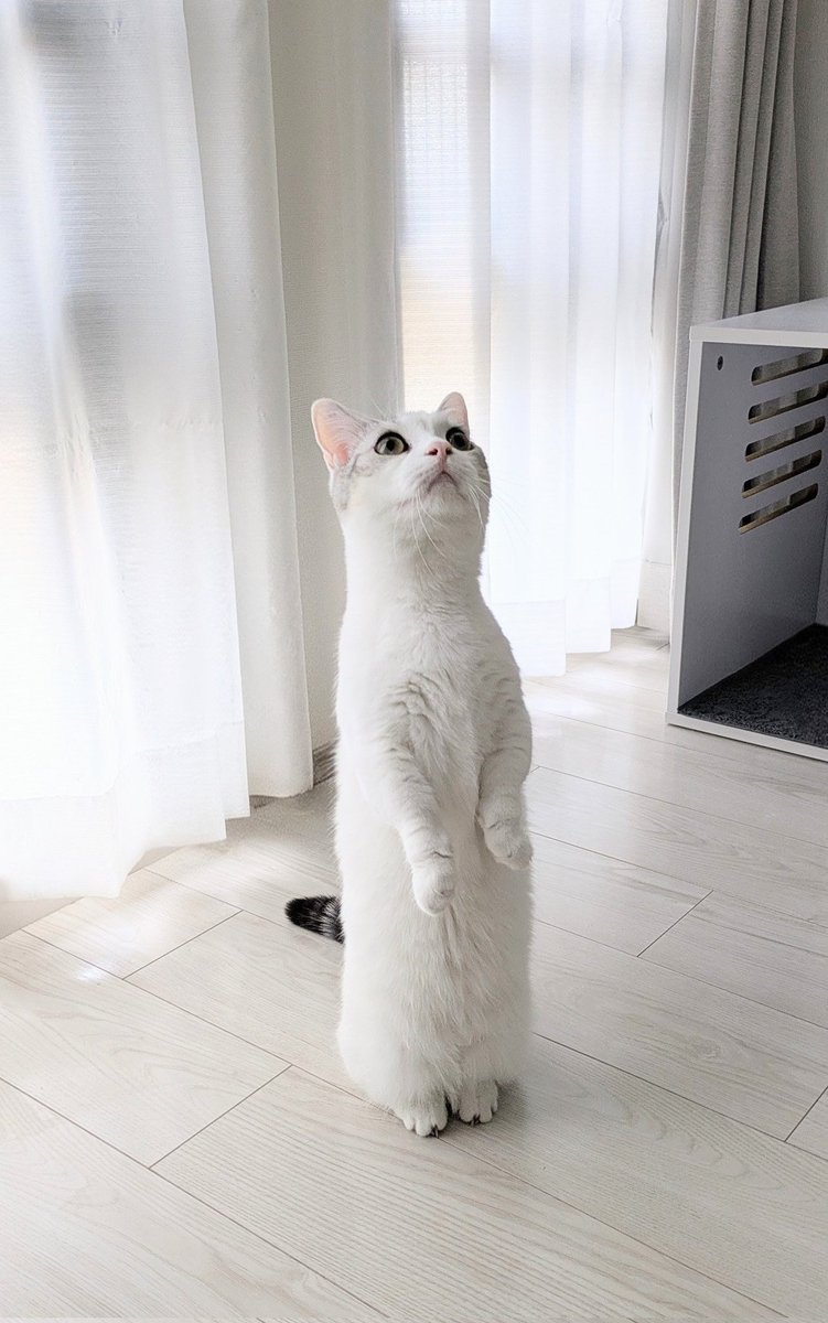 モネ🐈 (@monet957298961) / Posts / X