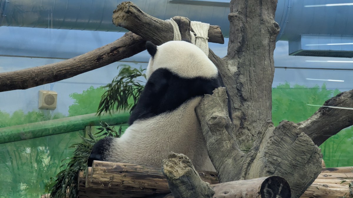 日本に本物のパンダさんはいなくなってしまいましたが、中国に行かなく