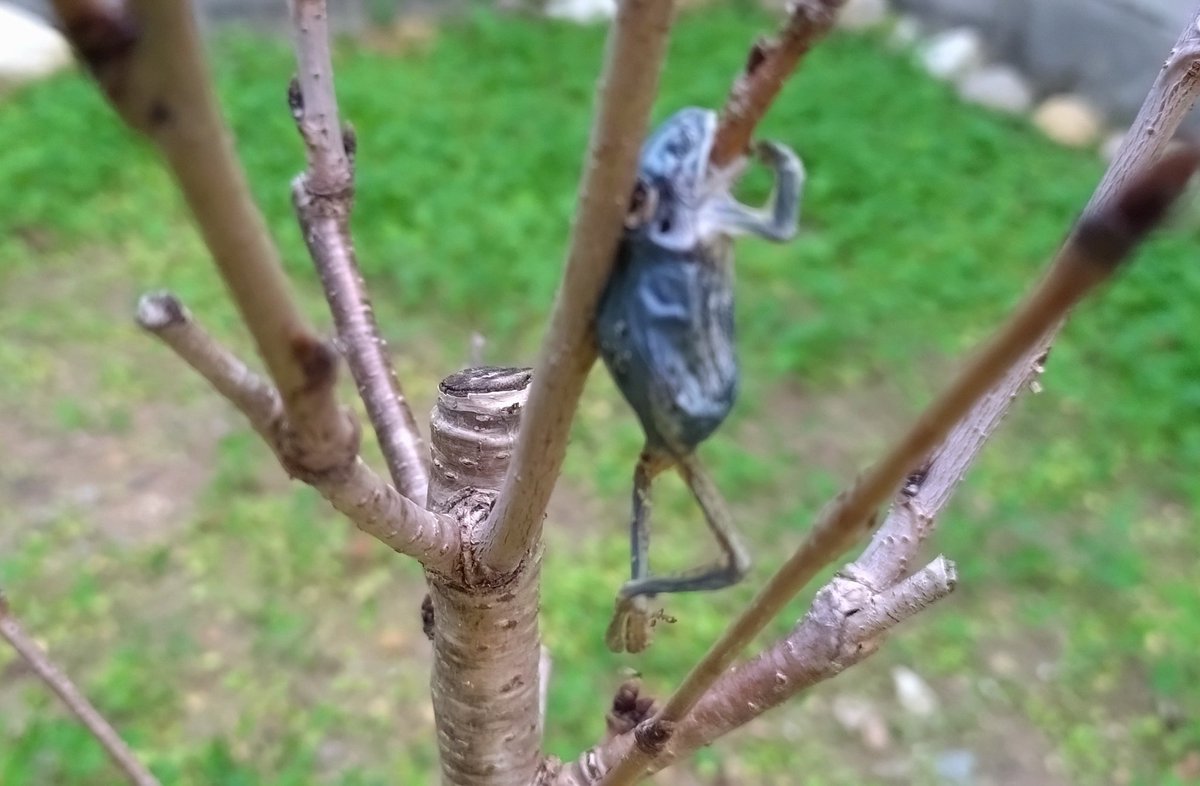 У меня в саду лягуха вцепилась ртом в ветку сакуры, повисла и отъехала к жабьим праотцам, втф