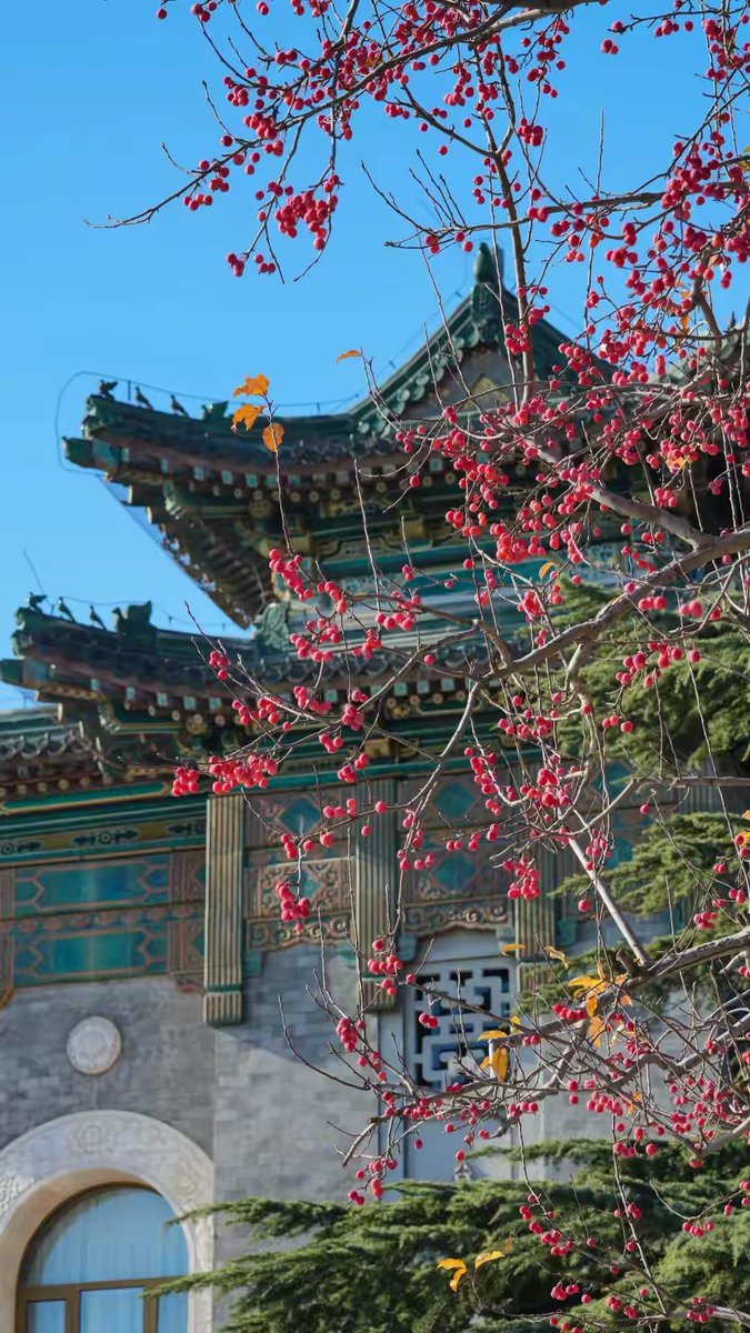 weizai84934144's tweet image. 初冬红颜