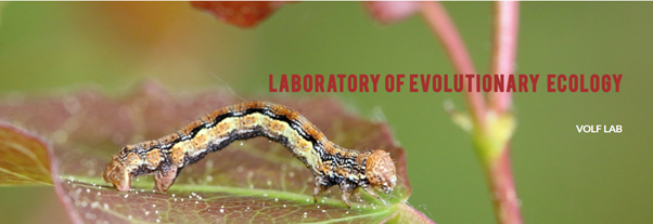 MartinVolf tweet media