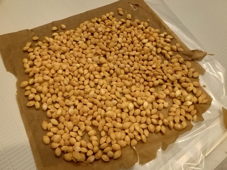 info_hcs's tweet image. 銀杏いっぱい拾ってやった🍁豊作✨疲れたわ、、、早く食べた〜い😋粋酔 りか
 #すすきの #HCS 最新情報は→ hcs-g.com