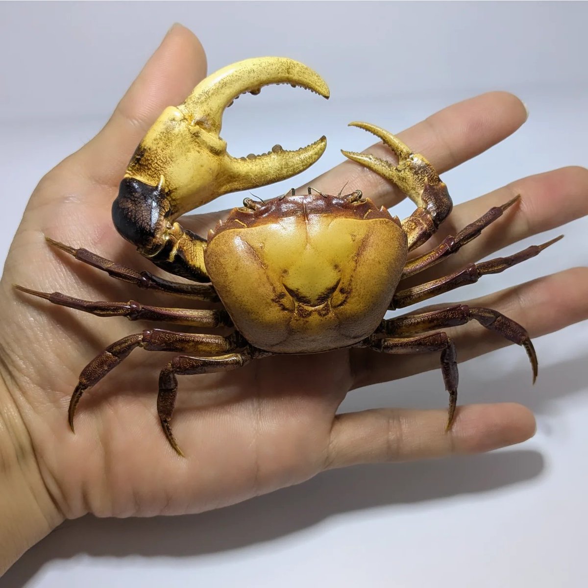 11/30(日) 
アクアリウムバス
東京都立産業貿易センター 台東館にて
日本カニ協会ブース　
甲殻類　標本　お品書き
下に続きます↓
#アクアリウムバス　#日本カニ協会