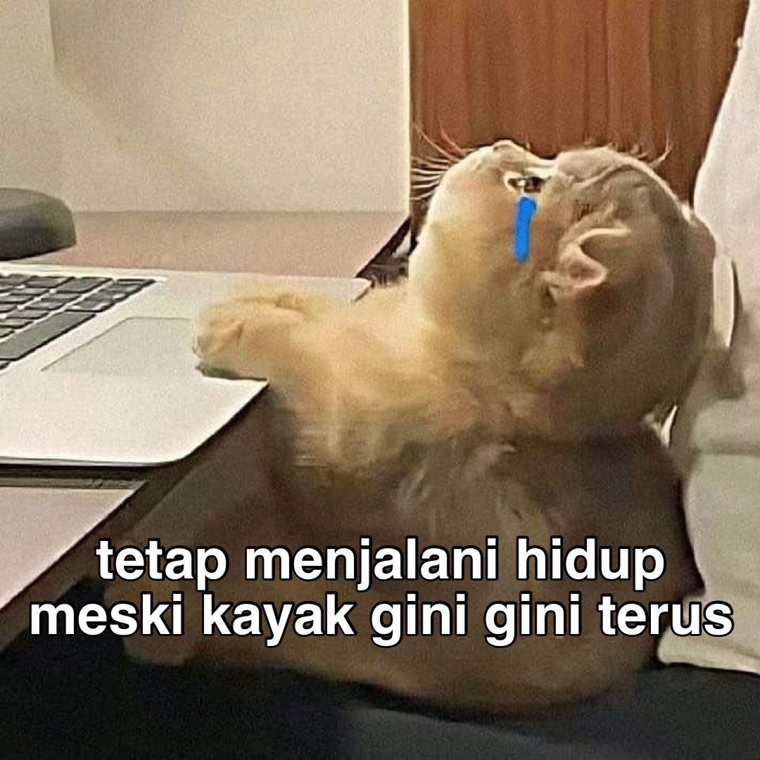 S H E L L A tweet media