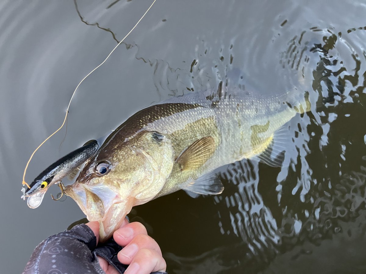 缶 (@can2low) / Posts / X