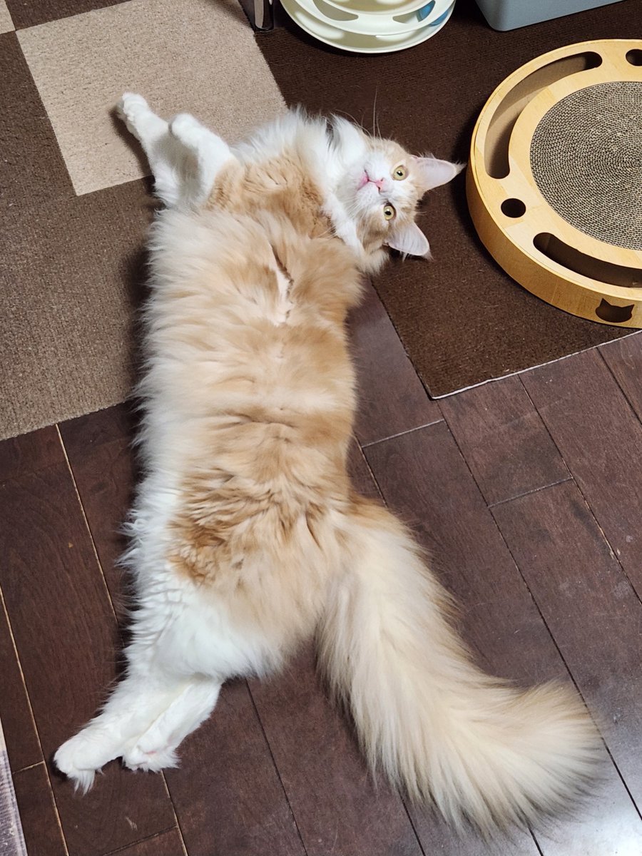 本日のビジネスゴロン

🐱写真撮ってないで、美味しいものを早めにご提供いただけると助かるニャ
#メインクーン #猫のいる暮らし #猫好きさんと繋がりたい