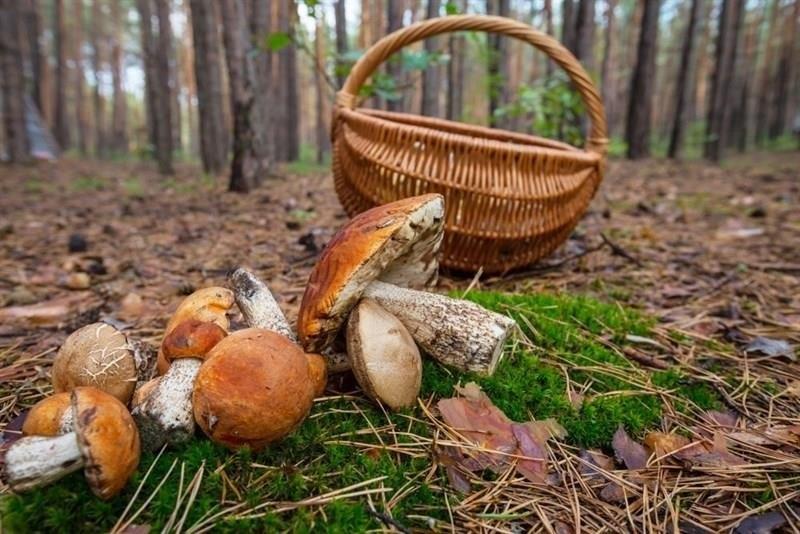 🍄 Los meses de octubre y noviembre son los idóneos para recolectar setas en el monte.

Te recomendados:
✅ Llevar siempre cesta de mimbre
✅ Coger sólo las especies que identifiques con total certeza
✅ Respetar el entorno

#BuenosDiasATodos