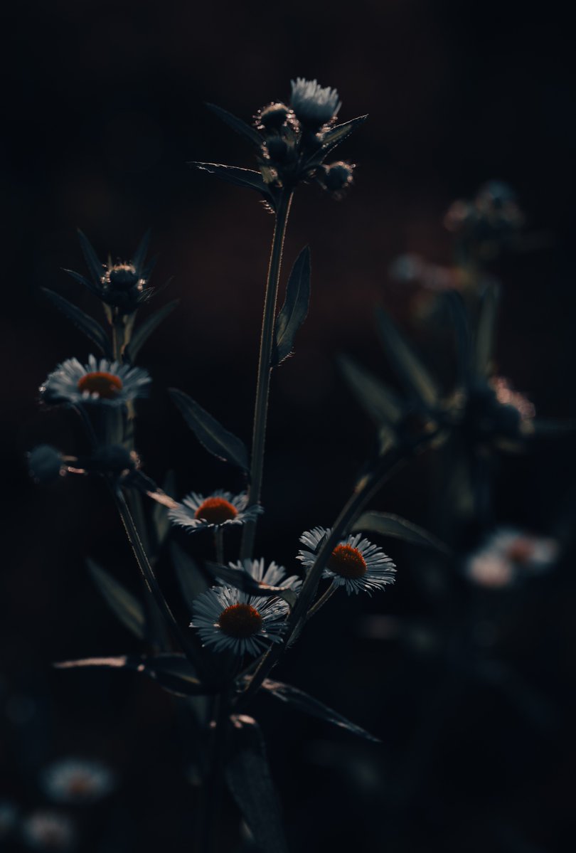 To Deceive you brilliantly