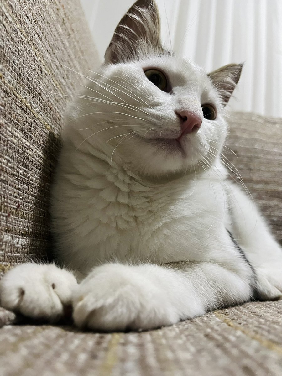 sevgiikolcak's tweet image. + Seni neden sahiplenelim?
- Sokakta bir caninin kirli ellerinde yitip gitmek istemiyorum.

📍 İstanbul