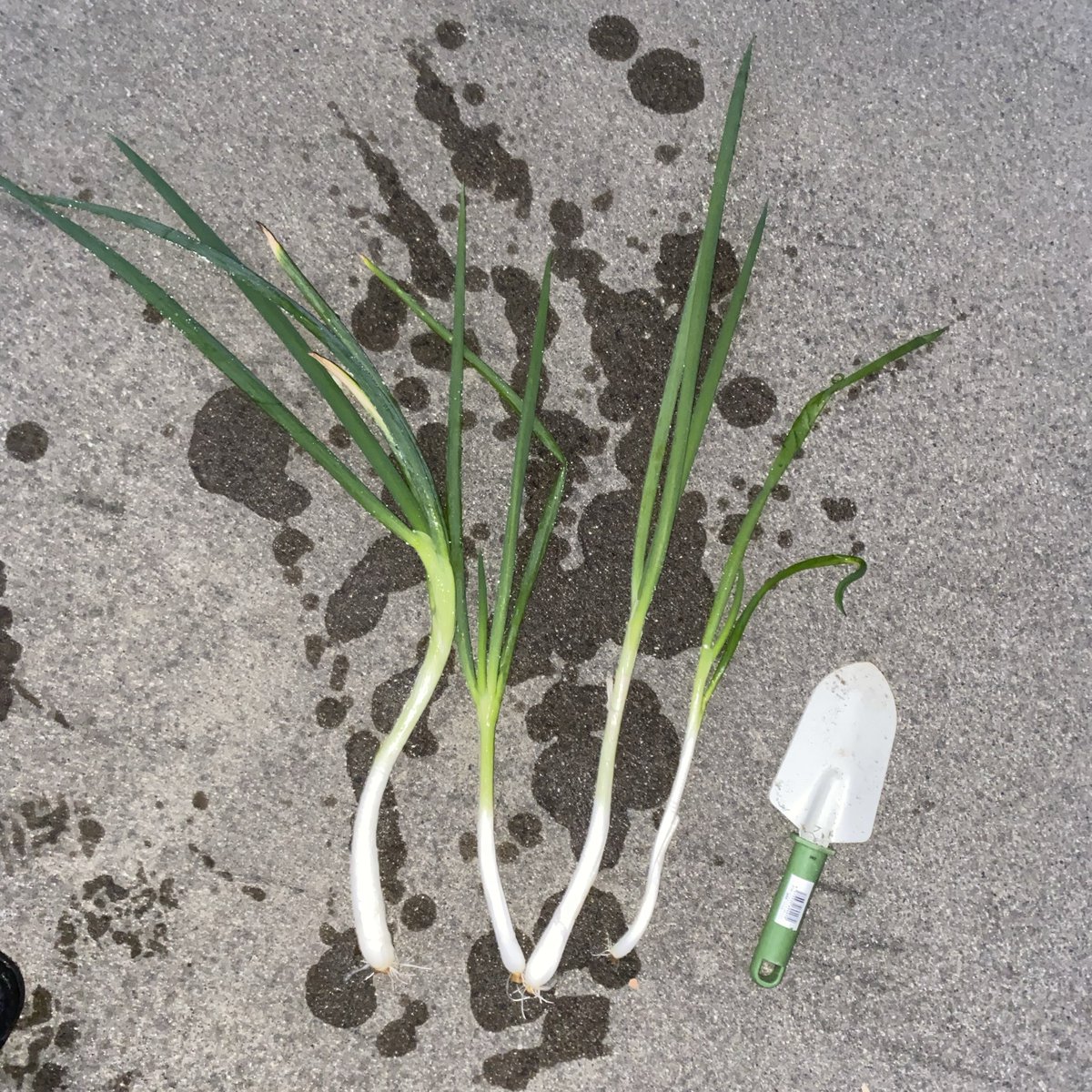 cocoapoisoning's tweet image. うちのオーガニック農法（放置）で育ったネギ