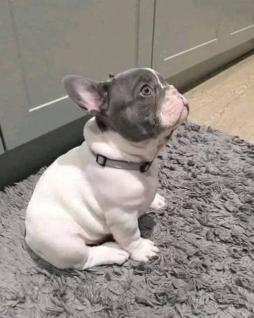FrenchiesZone's tweet image. Rate this cuteness!