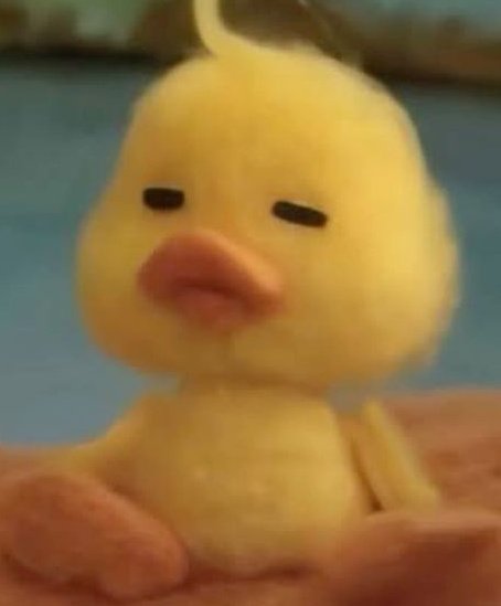 yohxx0's tweet image. He&apos;s just a girly duck!! so cute i want to squeeze him till he pops