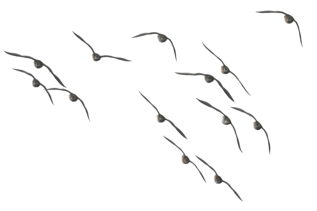 ばいかるずの…お約束
2025/11/14 自宅裏MF