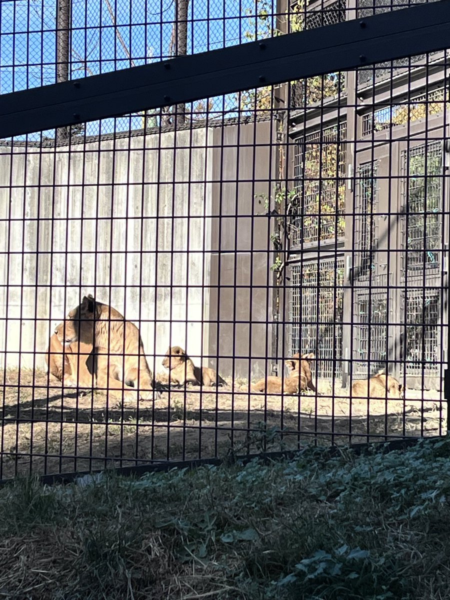 lichico's tweet image. ライオンの三つ子を見にのんほいパークに行ってきた。
大きくなってたけどまだまだあどけなくて可愛かった💕おっぱい飲もうとしてお母さんに怒られてたw写真はやっぱりうまく撮れないけど、生で見られてよかった☺️