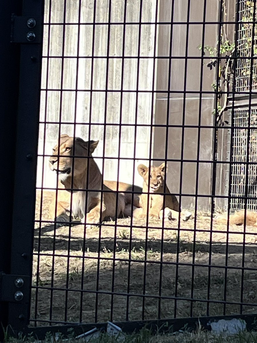 lichico's tweet image. ライオンの三つ子を見にのんほいパークに行ってきた。
大きくなってたけどまだまだあどけなくて可愛かった💕おっぱい飲もうとしてお母さんに怒られてたw写真はやっぱりうまく撮れないけど、生で見られてよかった☺️