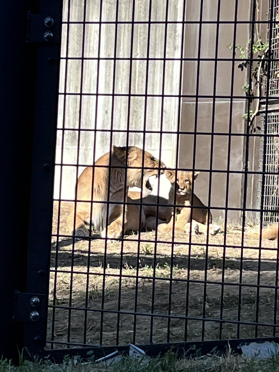 lichico's tweet image. ライオンの三つ子を見にのんほいパークに行ってきた。
大きくなってたけどまだまだあどけなくて可愛かった💕おっぱい飲もうとしてお母さんに怒られてたw写真はやっぱりうまく撮れないけど、生で見られてよかった☺️