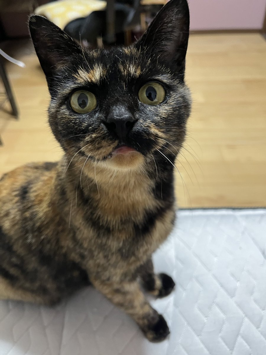 太郎 (@tarogame098) / Posts / X