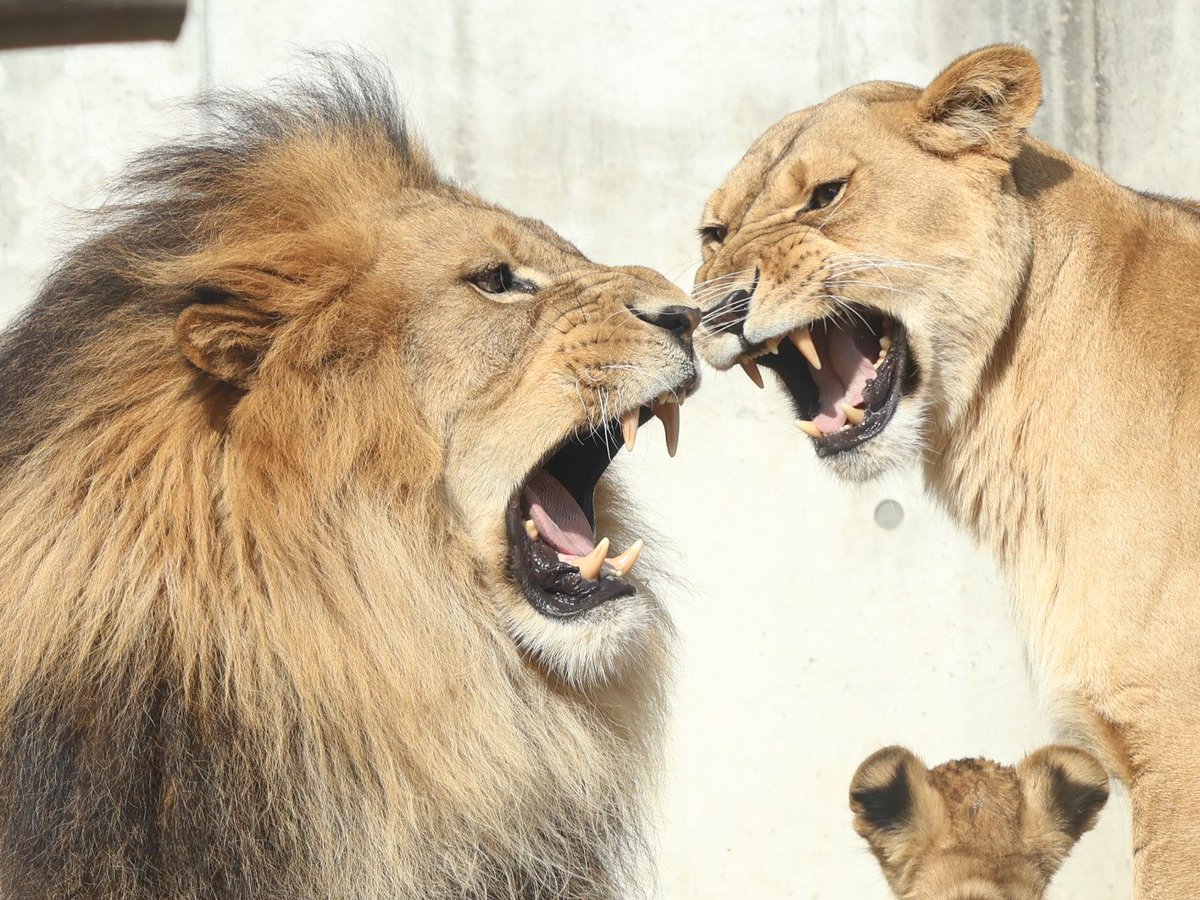 【らいおん丸】 CR快傑ライオン丸FRX - 機種情報 - パチトラ北海道