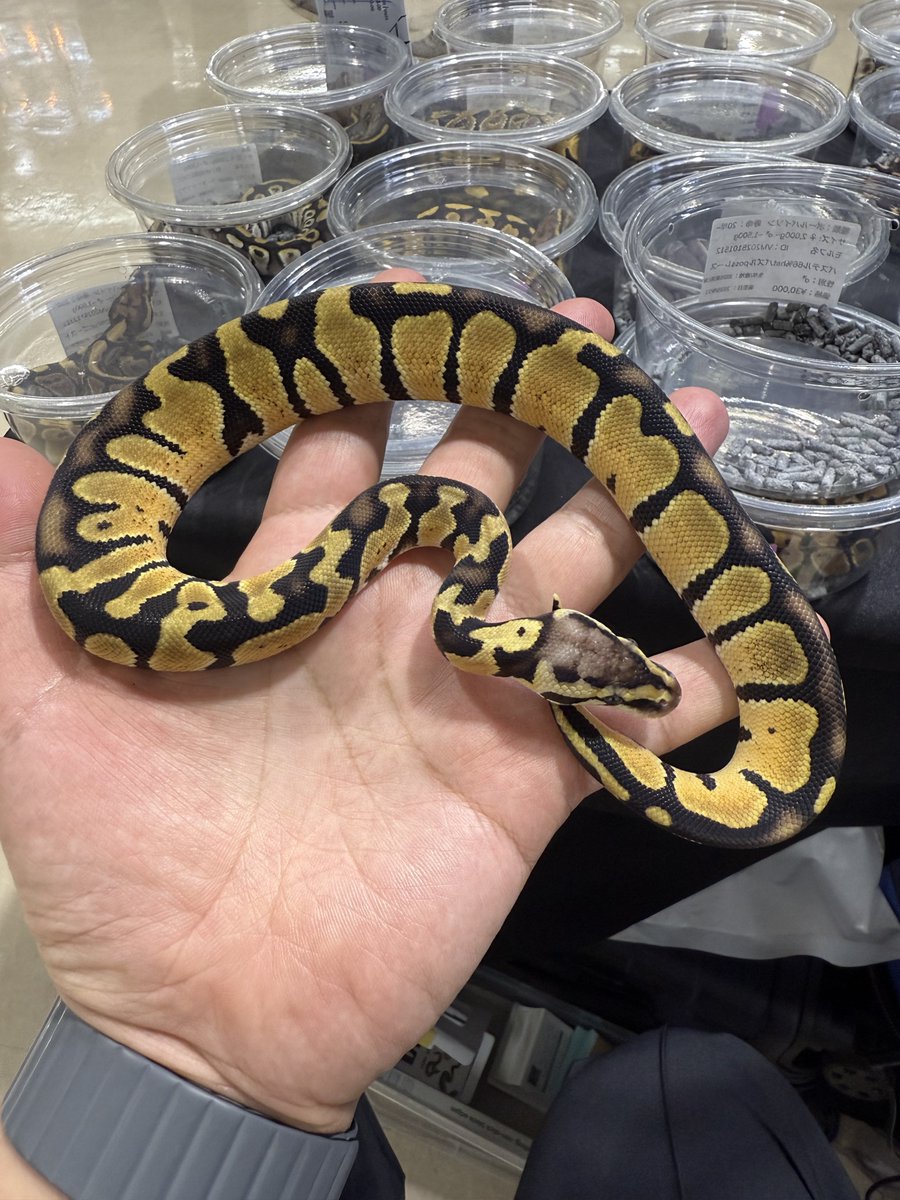 vbp_ballpython's tweet image. ぶりくらお疲れ様でした！

何名かのお客様に、スパイダーいませんか？と尋ねられ、西のスパイダー需要にびっくりしました…。
来年は大量のスパイダー持っていきます🫡

写真は1.0 Pastel 66%het Puzzle pos Lace

とんぶり、ぶりくらともに誰の目にもとまらなかったので、Hold