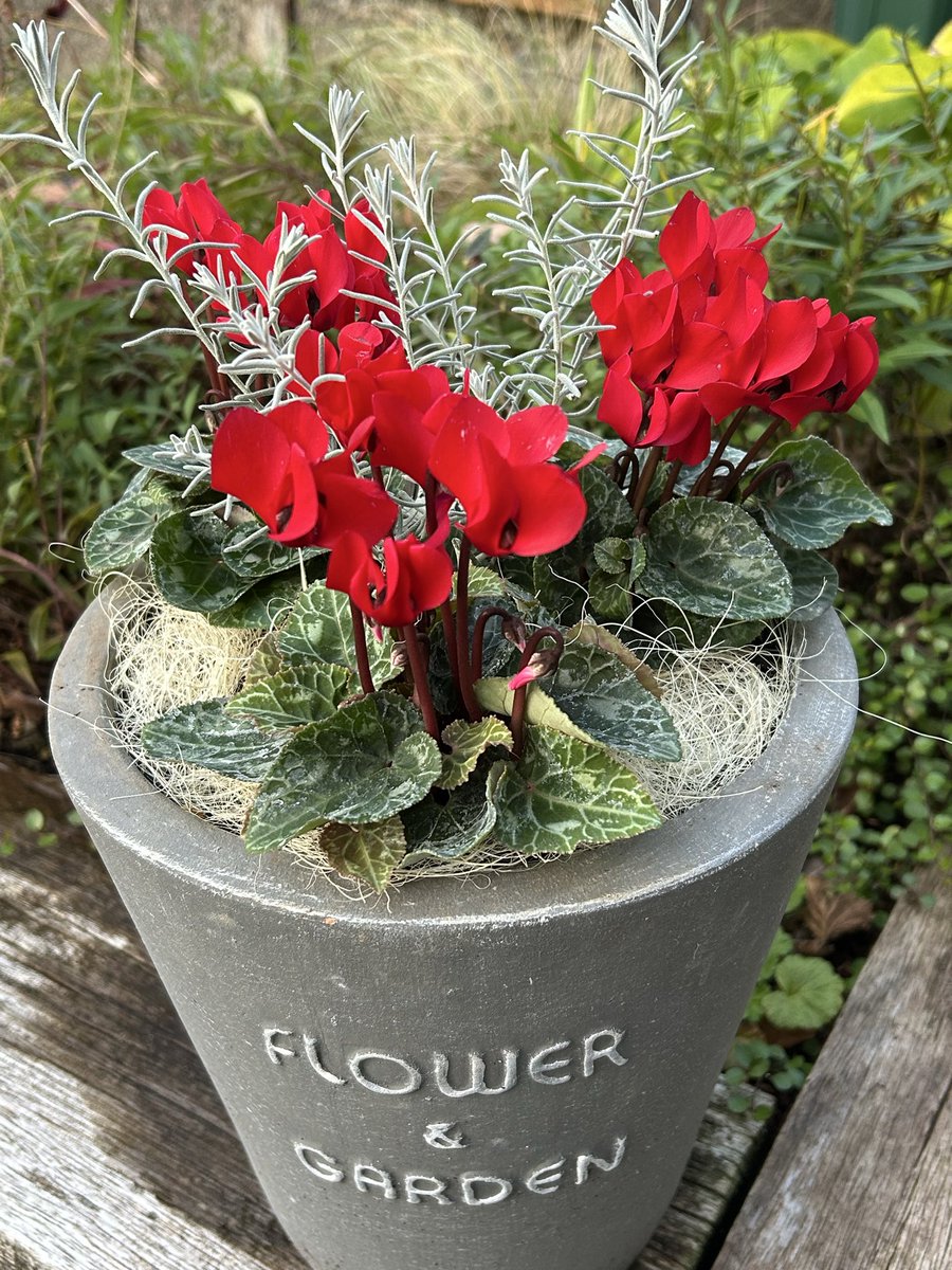 hamusoru's tweet image. #ガーデニング
#シクラメン
こんばんは
もうこんな時間😅
夕方朝からなんとなく元気のなかった一番下（中学生）が🤒有りと判明
突然の🤮でリビングの長座布団&amp;amp;毛布が大惨事になりました😅
午前中はまだ事態に気づかずホムセン行って寄せ植え⬇️作る余裕あったのに〜💦💦