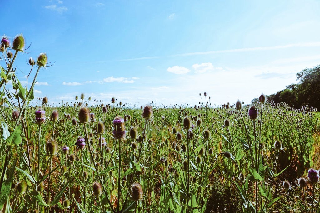 The 'Goldies' are building up in numbers in my garden now that the weather has changed a little.
We've planted acres of teasels across the wider estate this year and we hope to see flocks of them this winter, (charms).
Conservation@althorp.com