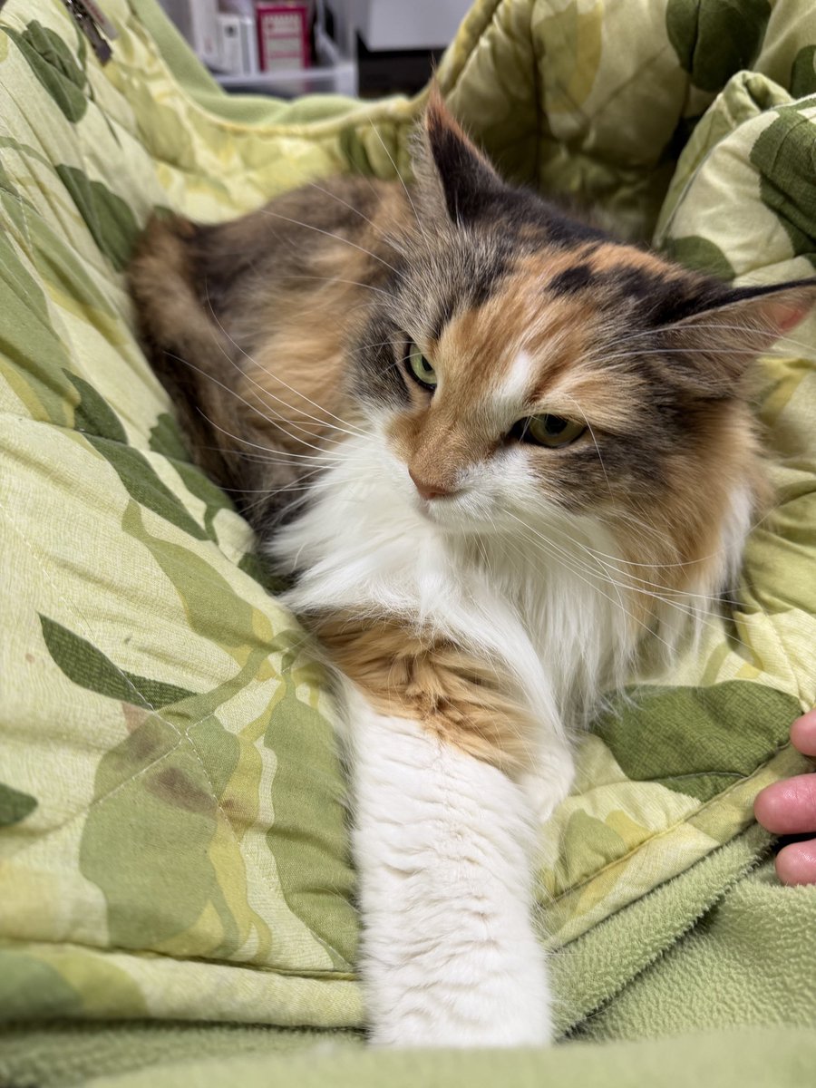 さとみ🍀Vtuber🔰声当て・歌い手で活動✨ (@SATOMI_6_) / Posts / X