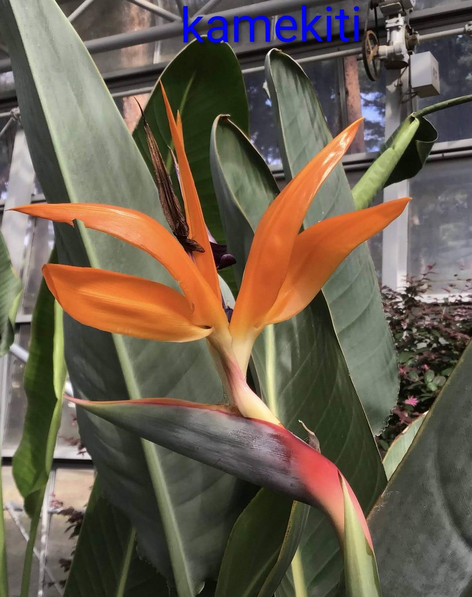 x.ohana_smail.x様♡ ご連絡待 ブライスハウス   ７月２０日追加 かめきち (@E9Ep7HchhwchZot) / Posts / X