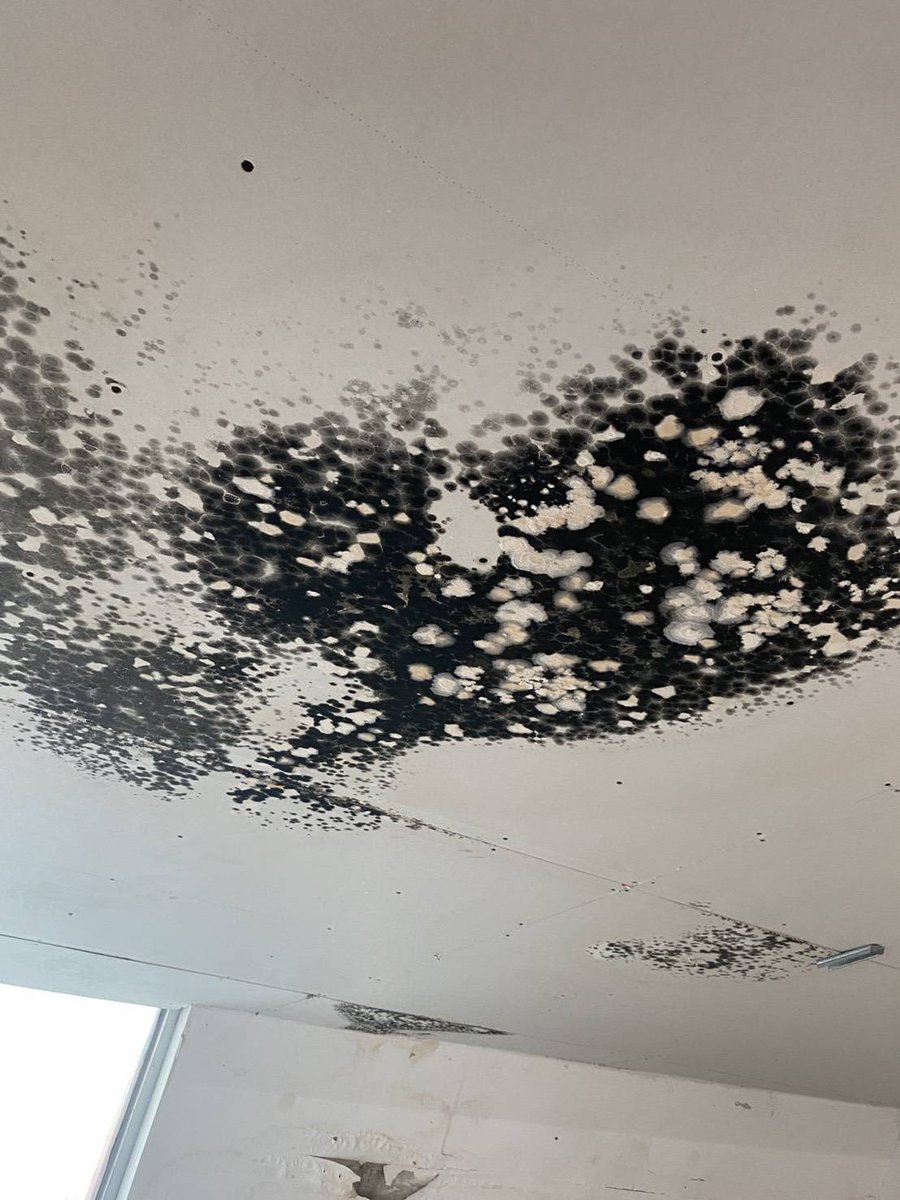 praewphrao's tweet image. ตอนนี้โรงเรียนน้องเรา(อักษรย่อย.)เชื้อราขึ้นหนักมากทุกคน😭😭😭ละโรงเรียนไม่ทำไรเลยยยยเวลาผู้ปกครองมาเอาผ้ามาบังอย่างเดียวไม่ก็ทาสีทับ!?!?😭😭😭😭😭 sosมาก