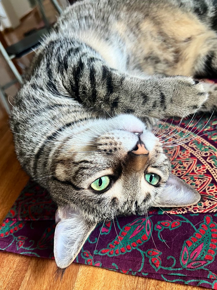 weskrantz's tweet image. a tabby accessorises perfectly with any colour or pattern