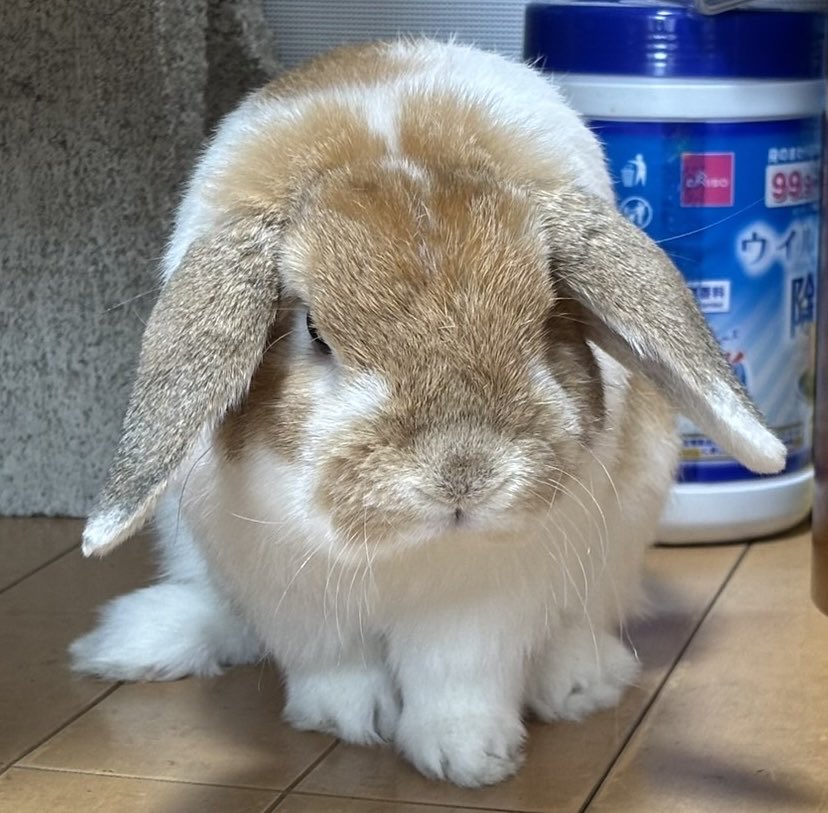 usaginoboro's tweet image. 🐰ぼくのほうがうさけつちゃんより丸い✨✨✨