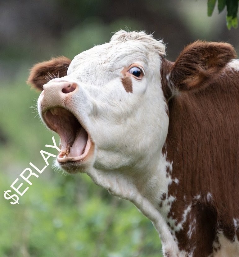 myfruittree's tweet image. 9nfyHkSjsh6EoU3m3vpmcEfNBiDA6QpYNe9PLc9Hkkky

MOO 🗣️