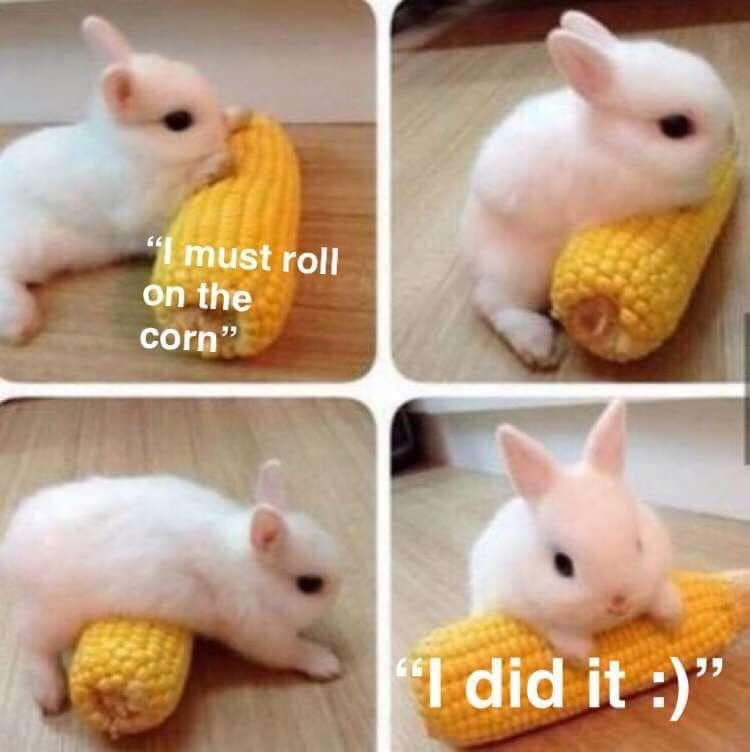 WholesomeMemes (@wholesomememe) on Twitter photo 