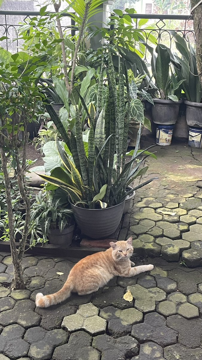 thisereinne's tweet photo. @kochengfs Nih nangkring jaga taman https://t.co/XmhmsAJrPb