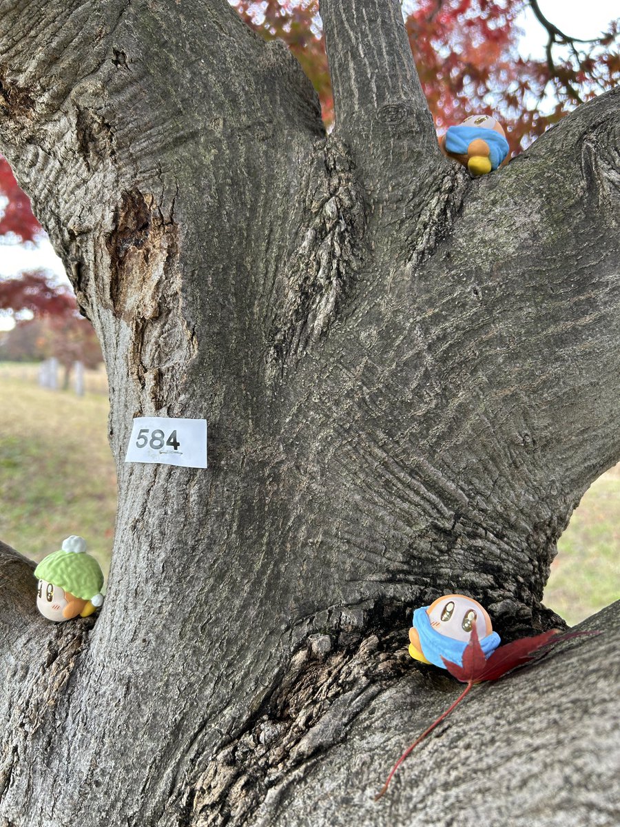 icKw_Em's tweet photo. ガチャで出たのはトリプルディ…
せっかくなので撮影会をしました🍂🍁

#星のカービィ
#ワドルディ https://t.co/1fPLXpYtVv