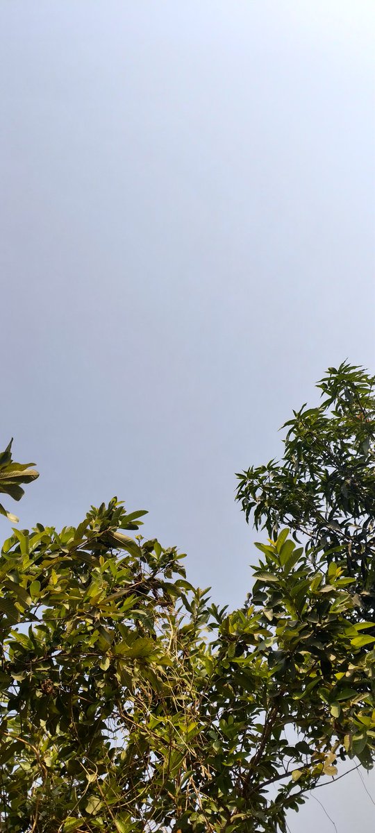 sunflowermuse_'s tweet image. Saw it 
Liked it 
Clicked it...