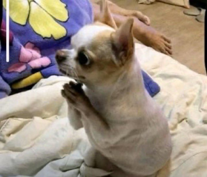 Bambi_8e's tweet image. Me begging the Aboki not to kill me 
And I’ll let him hit